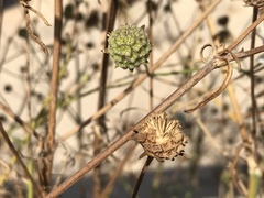 Pycnocomon rutifolium