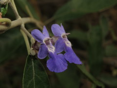 Vitex gardneriana