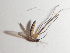 Aedes infirmatus