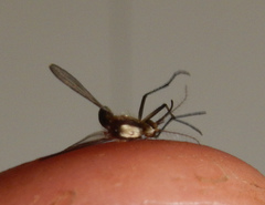 Aedes infirmatus