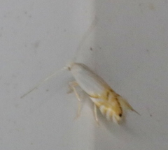Phyllonorycter clemensella
