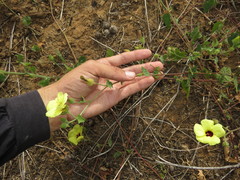 Pavonia cancellata