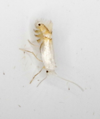 Phyllonorycter clemensella