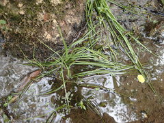 Isoetes melanopoda