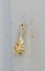 Phyllonorycter clemensella