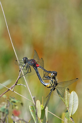 Leucorrhinia glacialis