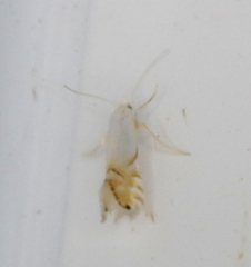 Phyllonorycter clemensella