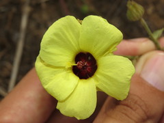 Pavonia cancellata