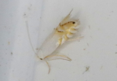 Phyllonorycter clemensella