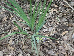 Iris brevicaulis