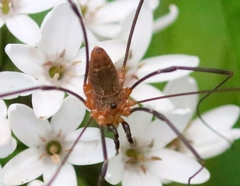 Leiobunum calcar