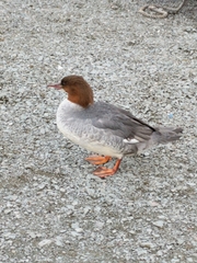 Mergus merganser merganser