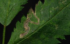 Stigmella oxyacanthella