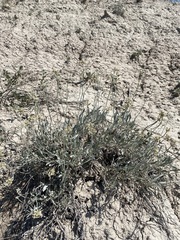 Eriogonum pauciflorum