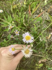 Erigeron glabellus