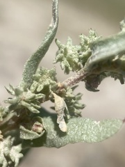 Atriplex argentea