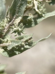 Atriplex argentea