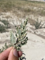 Atriplex argentea