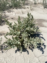 Atriplex argentea