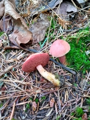 Chalciporus pseudorubinellus