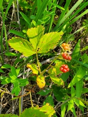 Rubus stipulatus