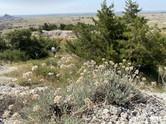 Eriogonum pauciflorum