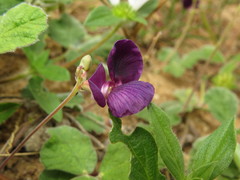 Macroptilium panduratum