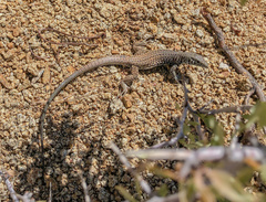 Aspidoscelis tigris tigris