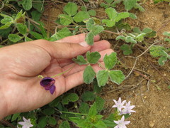 Macroptilium panduratum