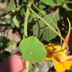 Tropaeolum minus