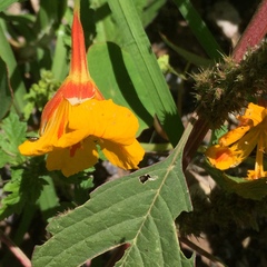 Tropaeolum minus