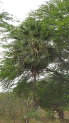 Copernicia prunifera