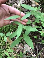 Hieracium paniculatum