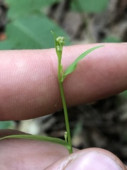 Hieracium paniculatum