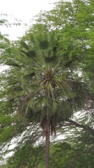 Copernicia prunifera