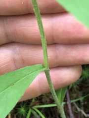 Hieracium paniculatum