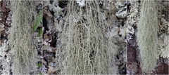 Usnea articulata