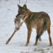 Coywolf - Photo (c) TwoWild, some rights reserved (CC BY-NC-ND)