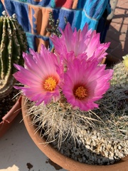 Thelocactus bicolor