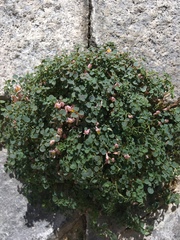 Sarcocapnos enneaphylla