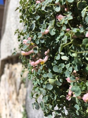 Sarcocapnos enneaphylla