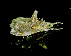 Glaphyria basiflavalis