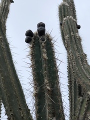 Cereeae