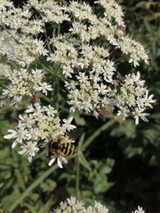 Megasyrphus erraticus