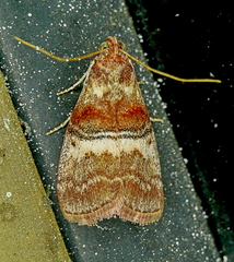Pococera militella