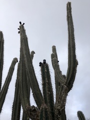 Cereeae