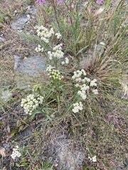 Achillea salicifolia