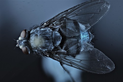 photo of Blue Blowfly (Calliphora vicina)