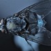 photo of Blue Blowfly (Calliphora vicina)