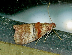 Pococera militella